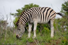 Zebra (23 von 28).jpg